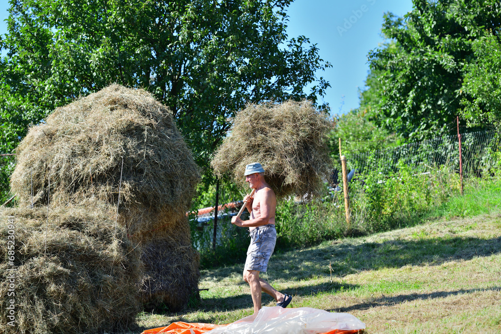 Farmer collects dry grass hay with fork manually on field