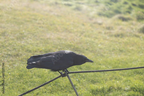 crow on a fence photo
