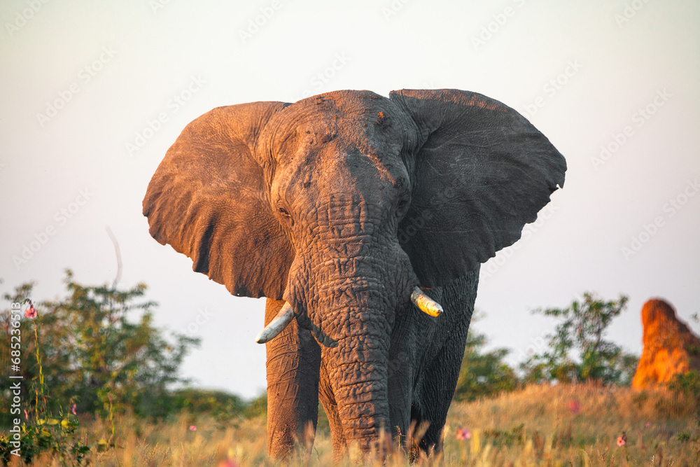 Ein alter Elefant beim Sonnenuntergang im Etosha Nationalpark.