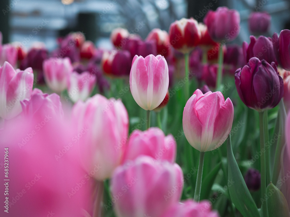 Fototapeta premium Close up Pink tulip in the garden
