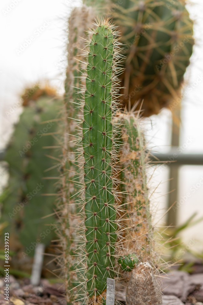 Corryocactus Melanotrichus plant in Saint Gallen in Switzerland Corryocactus Melanotrichus plant in Saint Gallen in Switzerland