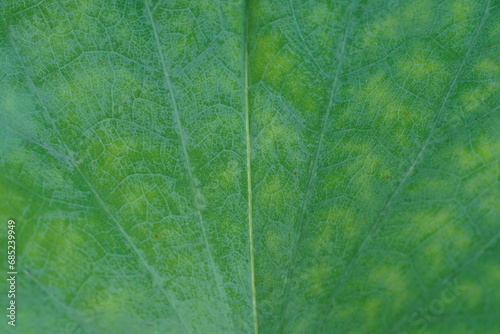 leaf texture, Extreme macro view