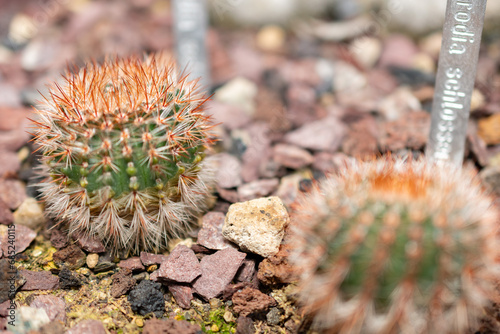 Parodia Schlosseri cactus in Saint Gallen in Switzerland