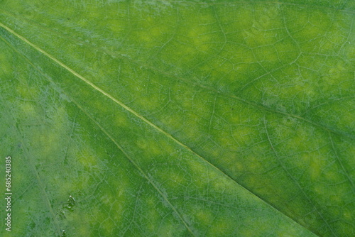 A fresh green leaf background