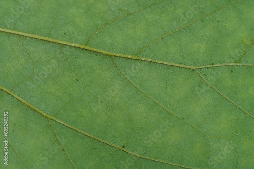 A fresh green leaf background , super close up view