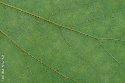  super close up view of green rear leaf