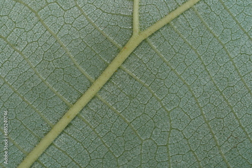 Leaf texture ,super sharp , close up