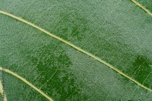 super close up view of leaf texture
