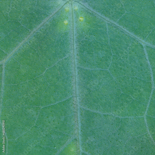 Leaf texture , square view of leaf