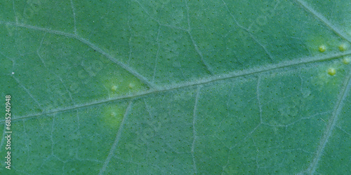 macro  close up view of leaf ,  banner use