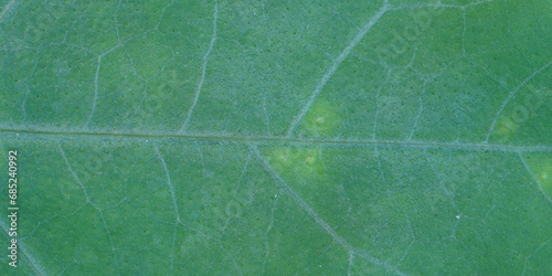 super close up view of dark leaf ,  banner use