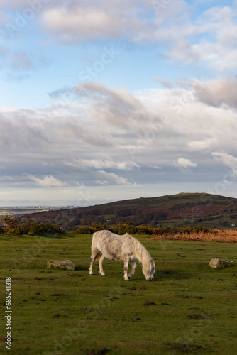 wild horse grazing © Jamila