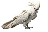 Cockatoo White Elegant Parrot on a White or Clear Surface PNG Transparent Background