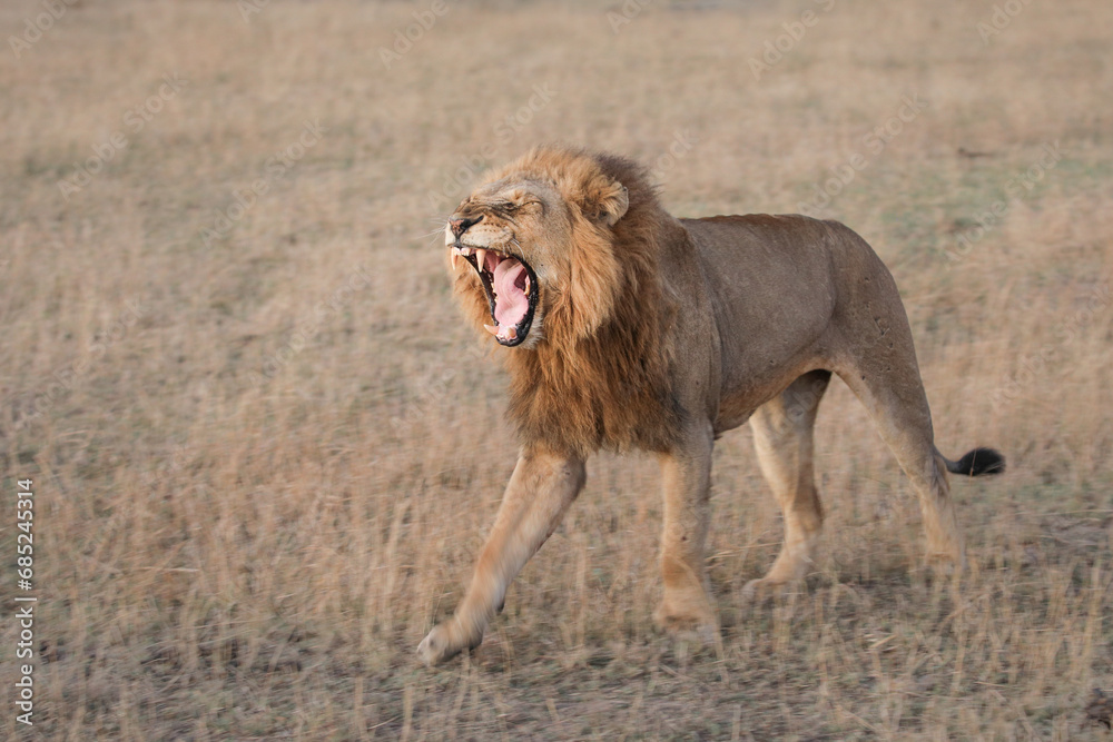 Large male lion walking int he late afternoon with artistic motion blur Large male lion walking int he late afternoon with artistic motion blur