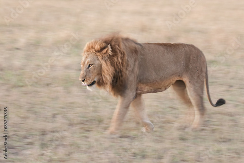 Large male lion walking int he late afternoon with artistic motion blur