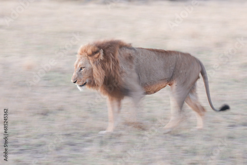 Large male lion walking int he late afternoon with artistic motion blur