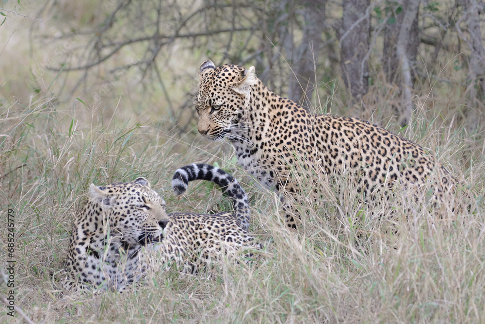 Two leopards confronting each other before mating Two leopards confronting each other before mating