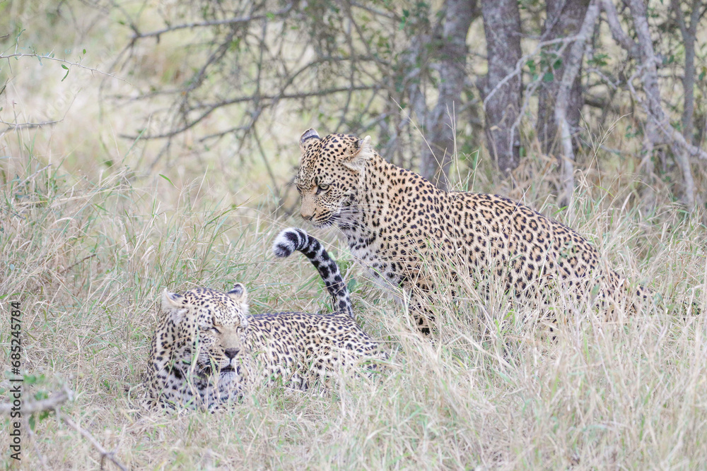 Portrait of a leopard with another leopard nearby Portrait of a leopard with another leopard nearby