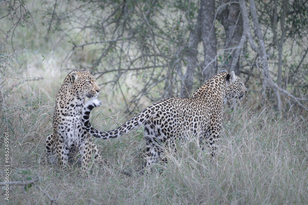 Obraz premium Two leopards confronting each other before mating