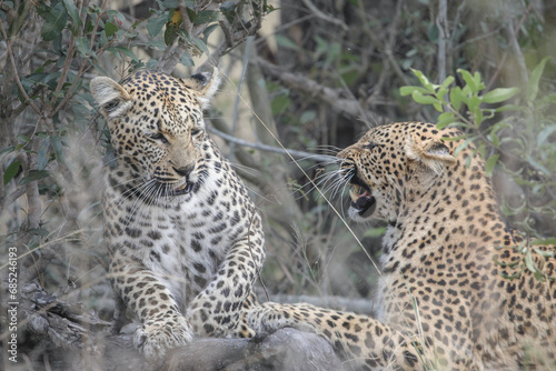 Two leopards confronting each other before mating