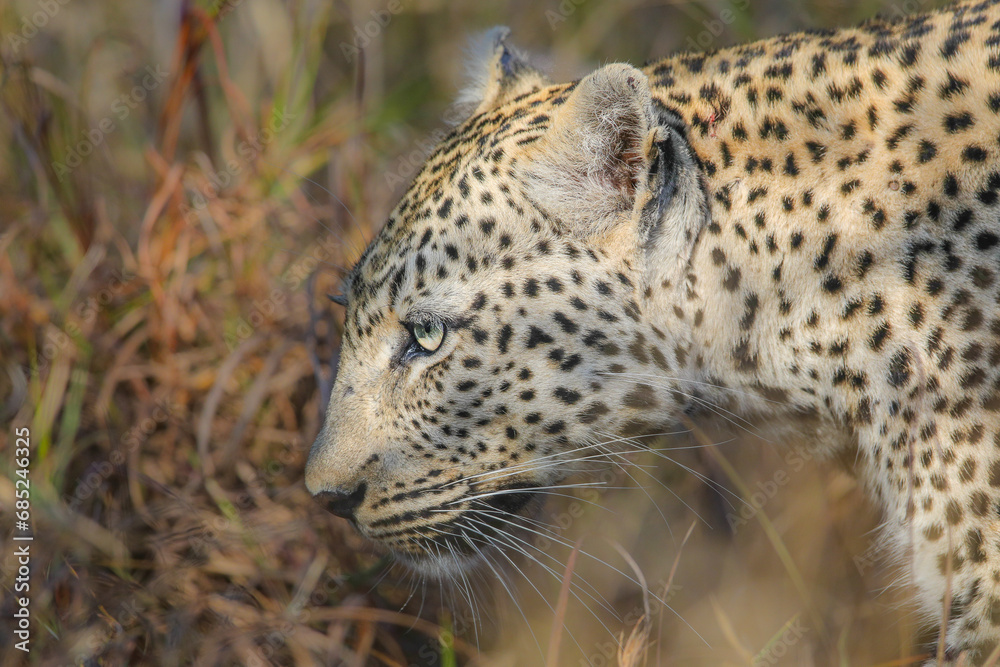 Fototapeta premium Portrait of the face of an African leopard