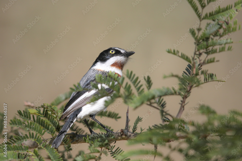 Obraz premium Chinspot batis perched on thorn tree branch