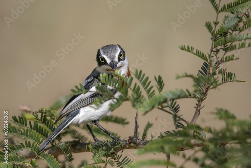 Chinspot batis perched on thorn tree branch photo