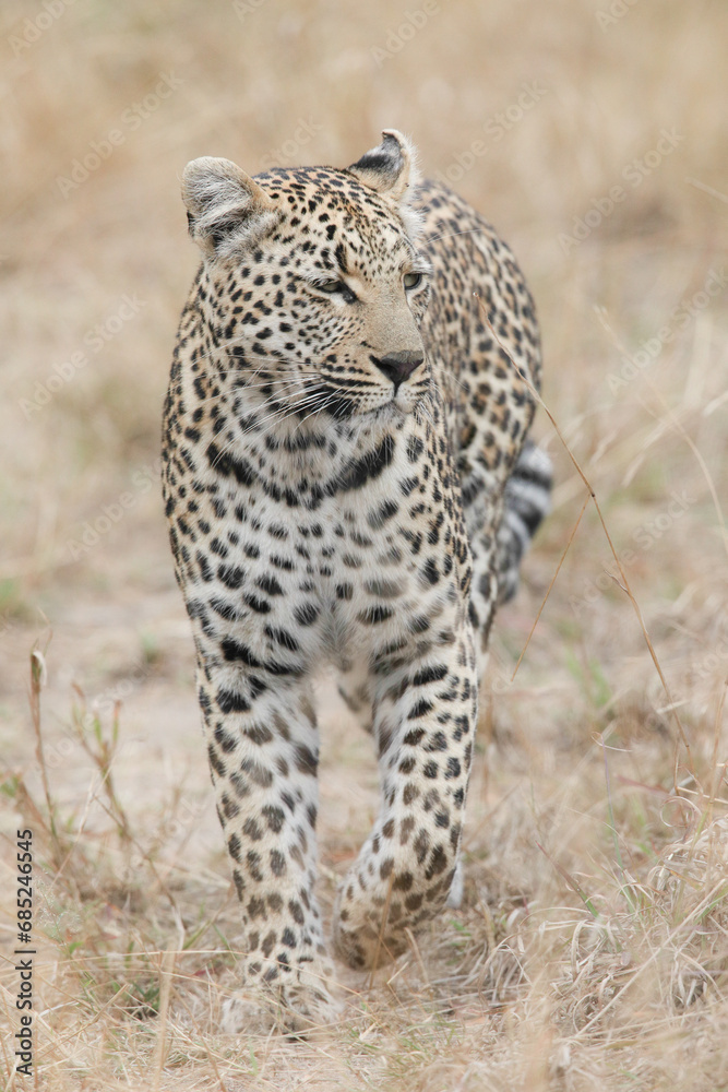 Portrait of a leopard walking around in the bush Portrait of a leopard walking around in the bush