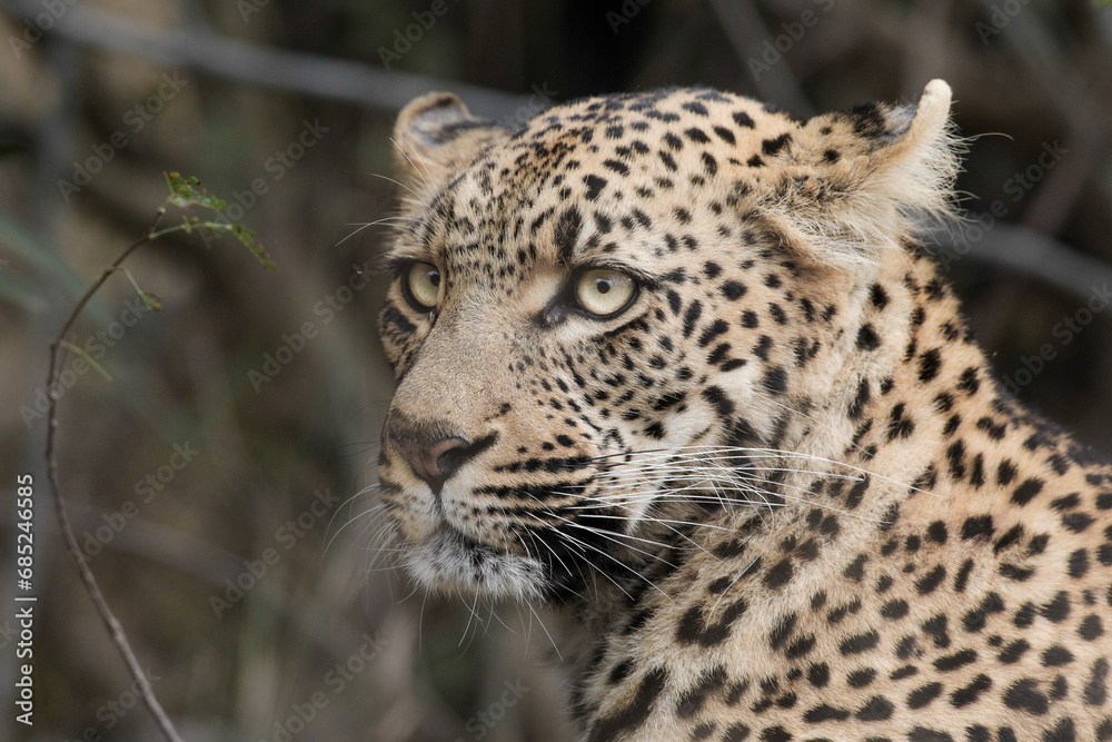 Portrait of the face of an African leopard Portrait of the face of an African leopard