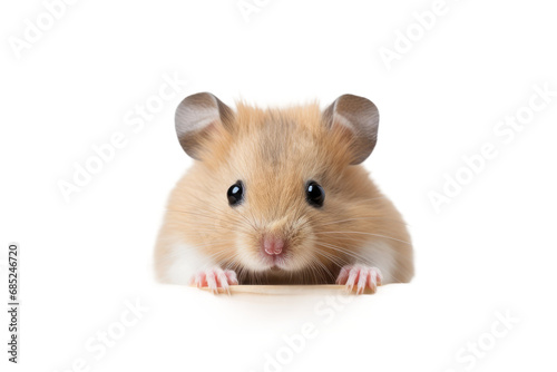 Hamster Pocket Explorer on a White or Clear Surface PNG Transparent Background