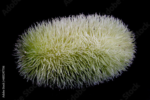 Cucumis dipsaceus (Igel-Gurke, Kardengurke, Hedgehog Cucumber, Teasel Gourd, Wild Horned Melon) photo