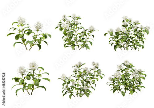 Many plants and flowers on transparent background