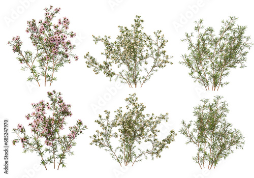 Many plants and flowers on transparent background #685247970