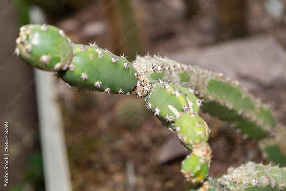 Harrisia Jusbertii cactus in Saint Gallen in Switzerland