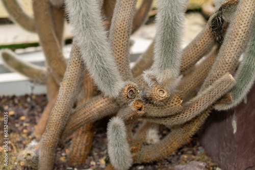 Cleistocactus Ritteri plant in Saint Gallen in Switzerland photo