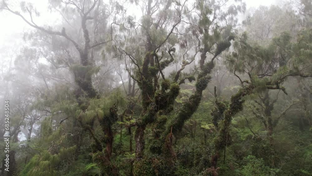 At summit of Abang mountain, mystical foggy forest sets scene, creating ethereal ambiance. Amidst this enchanting landscape, old pine tree stands tall, camera ascends and retreats At summit of Abang mountain, mystical foggy forest sets scene, creating ethereal ambiance. Amidst this enchanting landscape, old pine tree stands tall, camera ascends and retreats