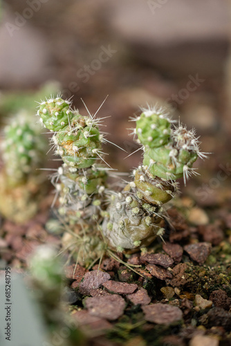 Cumulopuntia Sphaerica cactus in Saint Gallen in Switzerland photo