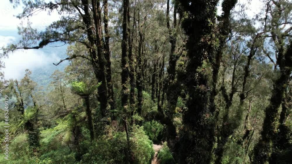 Camera fly down between trunks of tall trees growing at ridge of Abang mountain. Pines bark covered with lush foliage of climbing plants or epiphytes. This alley follow narrow and steep ground path Camera fly down between trunks of tall trees growing at ridge of Abang mountain. Pines bark covered with lush foliage of climbing plants or epiphytes. This alley follow narrow and steep ground path