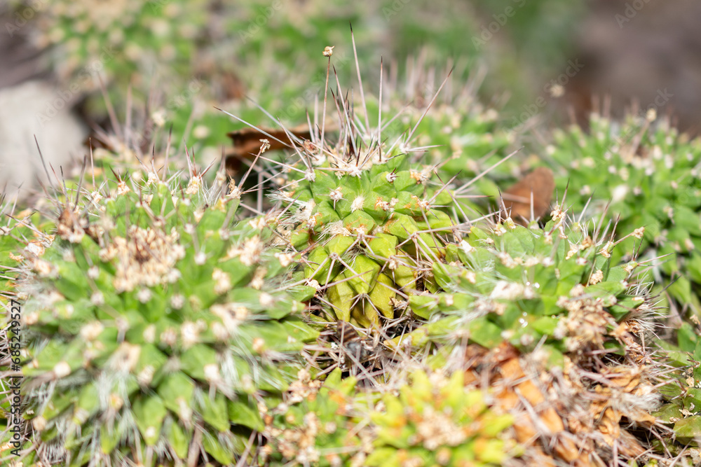 Mother of hundreds or Mammillaria Compressa cactus in Saint Gallen in Switzerland Mother of hundreds or Mammillaria Compressa cactus in Saint Gallen in Switzerland