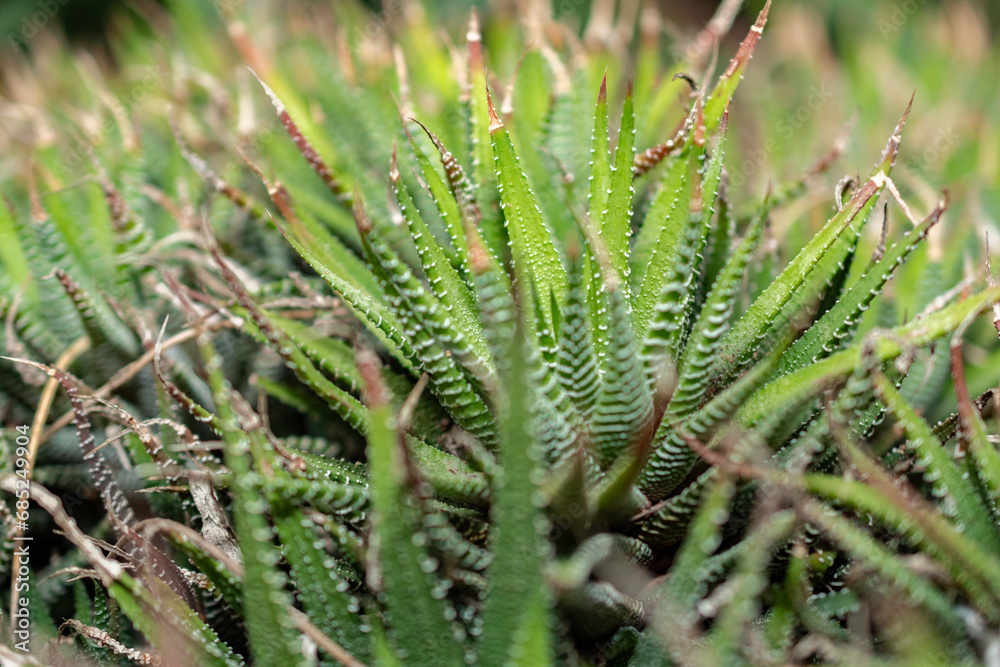 Haworthia Fasciata plant in Saint Gallen in Switzerland Haworthia Fasciata plant in Saint Gallen in Switzerland