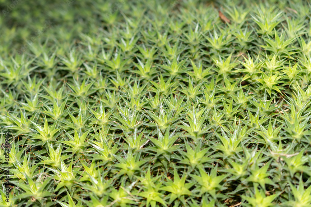 Obraz premium Abromeitiella Brevifolia plant in Saint Gallen in Switzerland