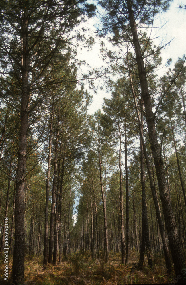 Pinus maritima, Pin maritime, Forêt Landaise, 40, Lande, France