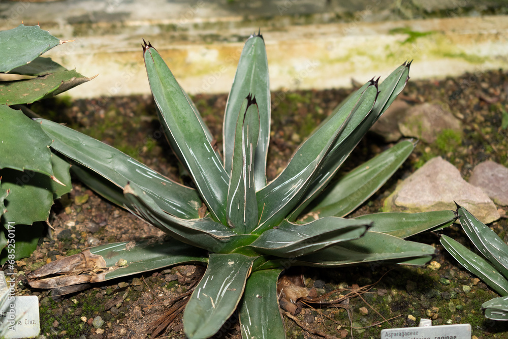 Obraz premium Queen Victoria agave or Agave Victoriae-reginae plant in Saint Gallen in Switzerland