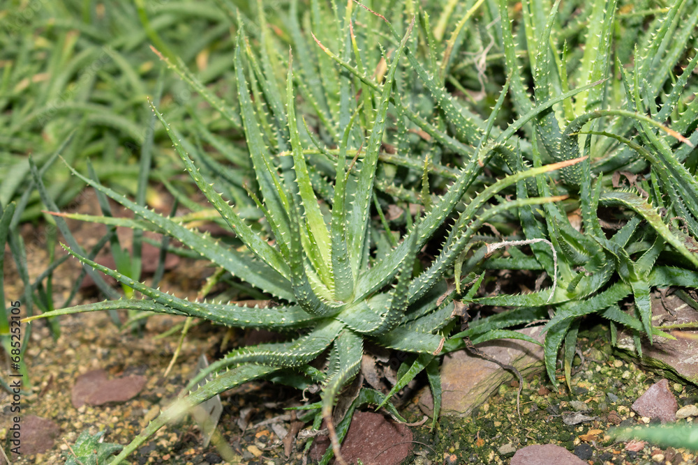Spider aloe or Aloe Humilis plant in Saint Gallen in Switzerland Spider aloe or Aloe Humilis plant in Saint Gallen in Switzerland