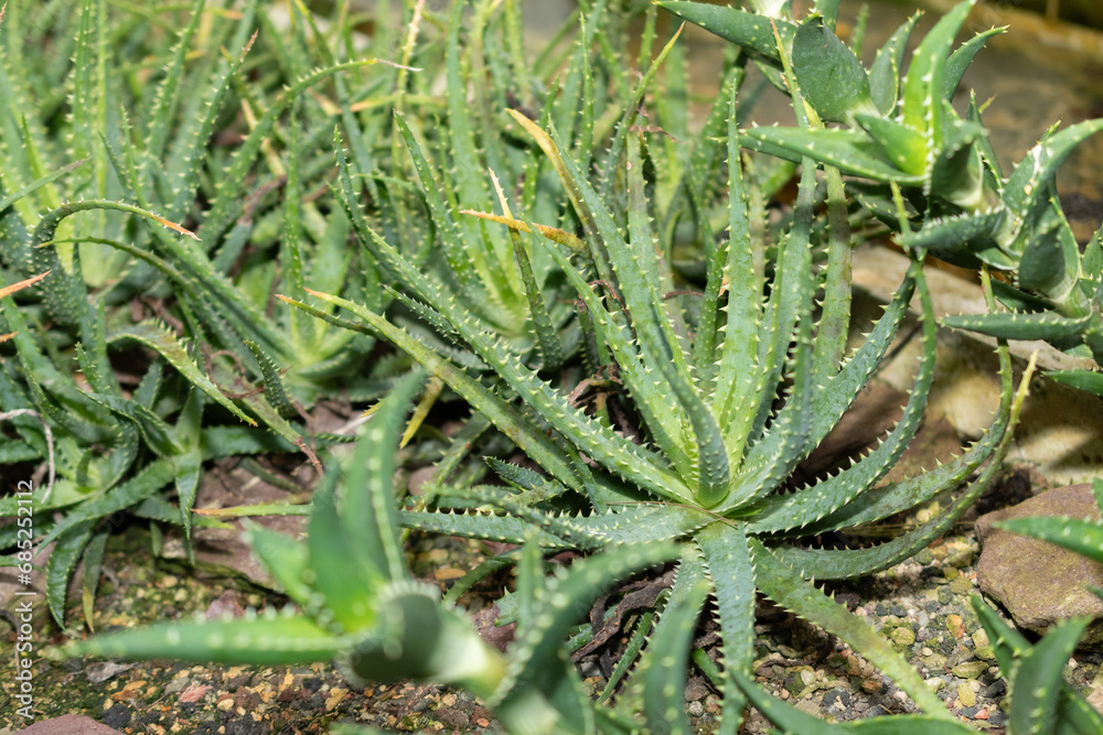 Spider aloe or Aloe Humilis plant in Saint Gallen in Switzerland Spider aloe or Aloe Humilis plant in Saint Gallen in Switzerland