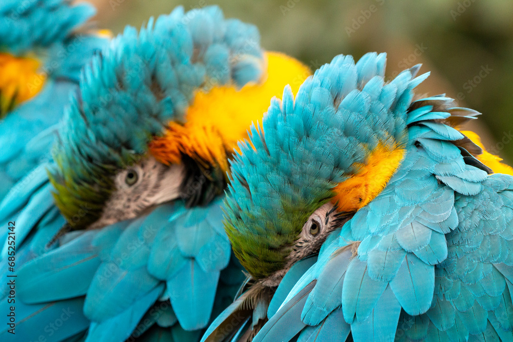 Obraz premium blue and yellow macaw (ara arauna) close up in bolivia