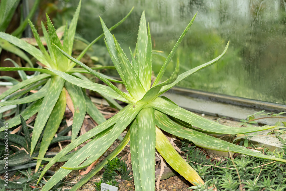 Fototapeta premium Aloe Graminicola plant in Saint Gallen in Switzerland