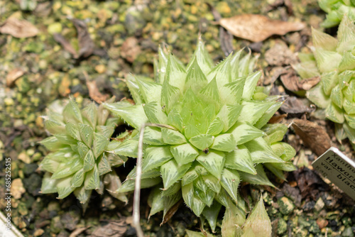 Haworthia Bolusii plant in Saint Gallen in Switzerland