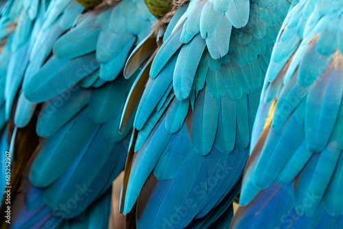 blue and yellow macaw (ara arauna) close up feathers in bolivia