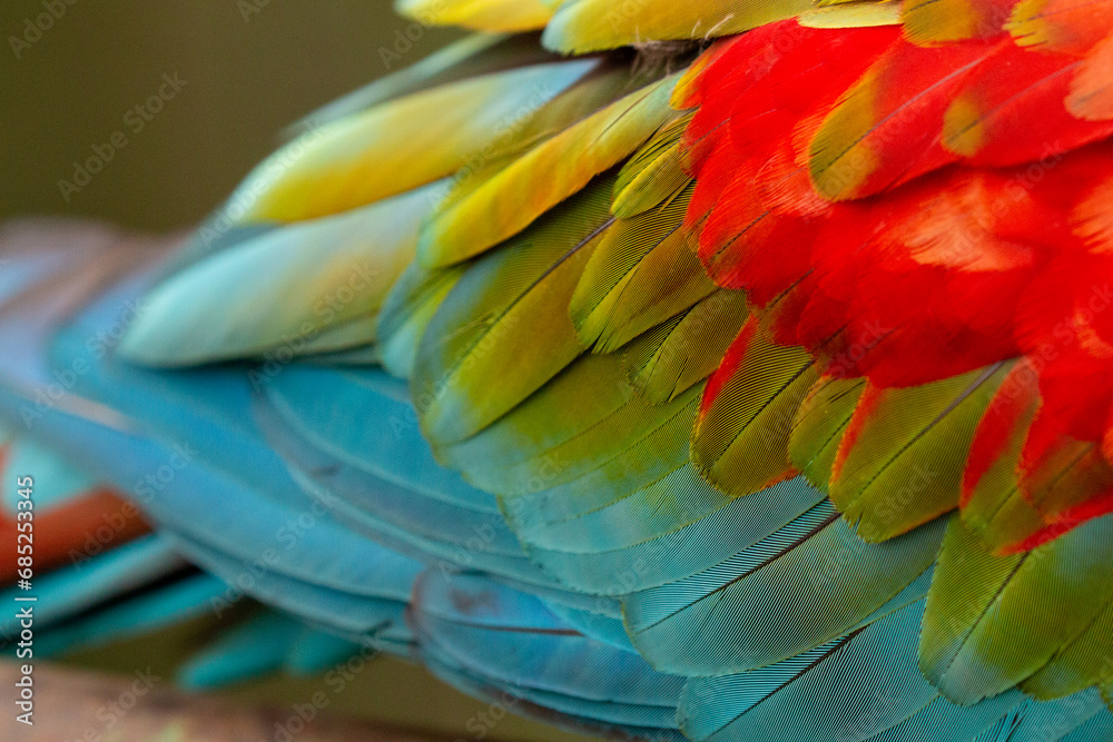 Obraz premium Ara chloropterus (Red-and-green Macaw) close up of plumage